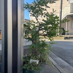 シマトネリコの画像