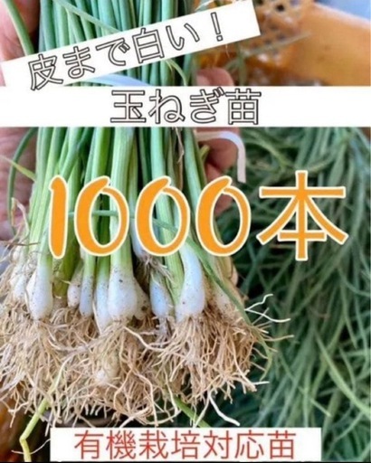 白玉ねぎ苗1000本