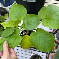 ウンベラータの画像