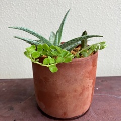 多肉植物寄植え🪴🌵の画像