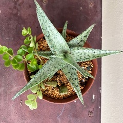 多肉植物寄植え🪴🌵の画像