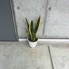 観葉植物　サンスベリア　の画像