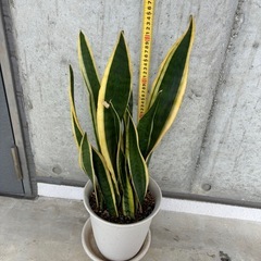 観葉植物　サンスベリア　の画像