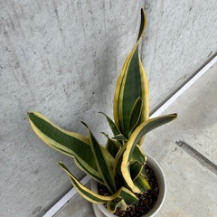 観葉植物　サンスベリア　の画像