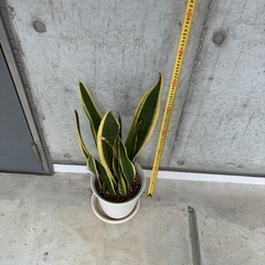 観葉植物　サンスベリア　の画像