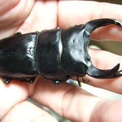 京都府産オオクワガタ F2 ♂75.6ミリ♀49.1ミリ　ペアの画像