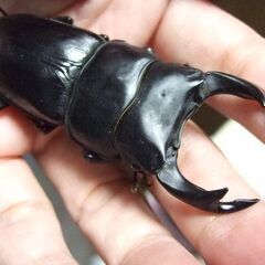 京都府産オオクワガタ F2 ♂75.6ミリ♀49.1ミリ　ペアの画像