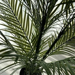 IKEA フェイクグリーン　フェイカ　アレカヤシの画像