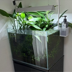 ヤマサキカズラ　1株1,000円、2株1,300円、3株1,500円、5株2,000円の画像