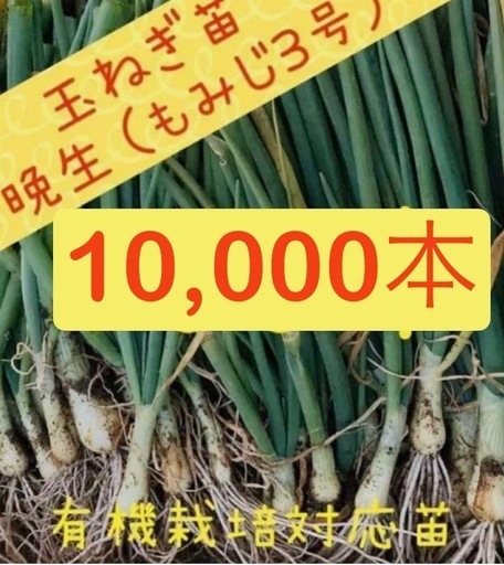 玉ねぎ苗（もみじ3号）10,000本