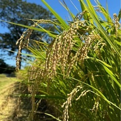 令和７年度産コシヒカリ玄米3の画像