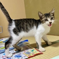 3ヶ月の人馴れ女の子⭐︎里親募集中