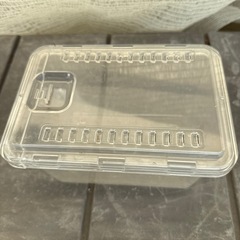 カブトムシの幼虫60匹以上の画像