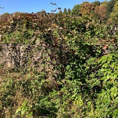 ブラックベリー　トリプルクラウン
の画像