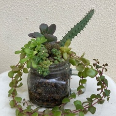 🪴多肉植物寄植➓の画像