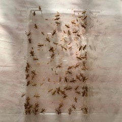 イエコ　約100匹の画像