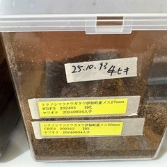 リュウキュウ、トクノシマ、ミシマ　コクワガタ幼虫あげますの画像