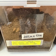 リュウキュウ、トクノシマ、ミシマ　コクワガタ幼虫あげますの画像