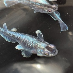 ミックスメダカ30匹の画像