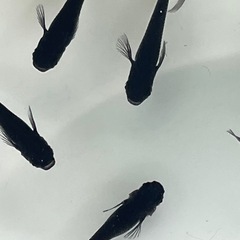 ミックスメダカ30匹の画像