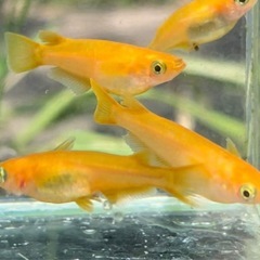 ミックスメダカ30匹の画像