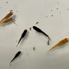 ミックスメダカ30匹の画像