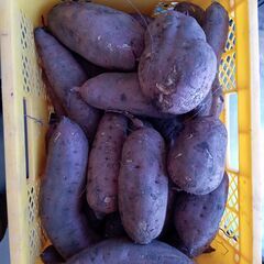 紅はるか土つき、1kgあたり200円 の画像