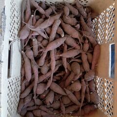 紅はるか土つき、1kgあたり200円 の画像