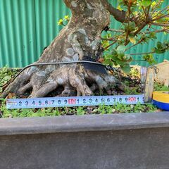 皐月(サツキ)盆栽の画像