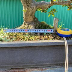 皐月(サツキ)盆栽の画像