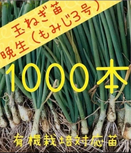 玉ねぎ苗（もみじ3号）1000本