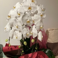 (お話中)胡蝶蘭②