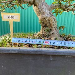 皐月(さつき)盆栽の画像