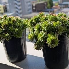 多肉植物/センペルビウム2個セットの画像