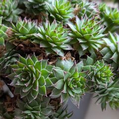 多肉植物/センペルビウム2個セットの画像