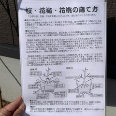 桜　苗木　ソメイヨシノ　染井吉野の画像