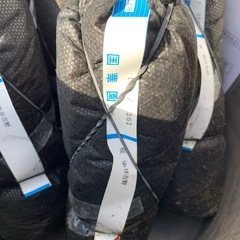 桜　苗木　ソメイヨシノ　染井吉野の画像