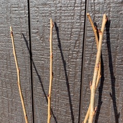 桜　苗木　ソメイヨシノ　染井吉野の画像