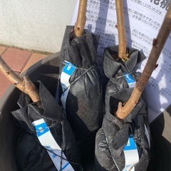 桜　苗木　ソメイヨシノ　染井吉野の画像