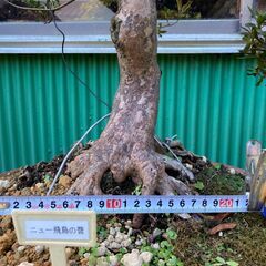 皐月(さつき)盆栽の画像