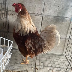 オスとメス　鶏　1歳