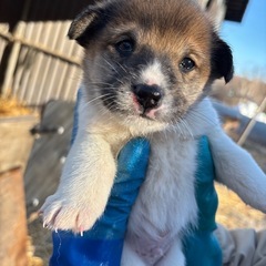 里親募集🐶雑種