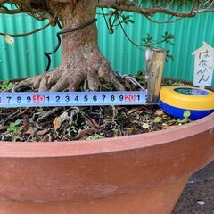 皐月(さつき)盆栽の画像