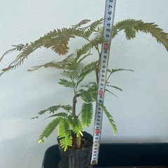 🧬螺旋エバーフレッシュ(実生)🧬の画像