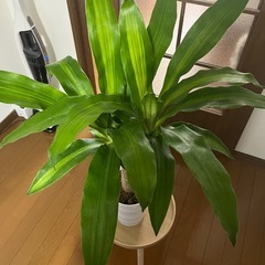 お買い得価格‼️④観葉植物幸福の木マッサン🪴の画像