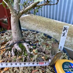 皐月(さつき)盆栽の画像