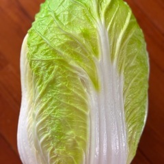 白菜 ✨食品サンプルの画像