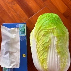 白菜 ✨食品サンプルの画像