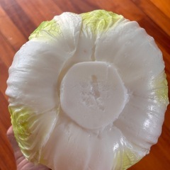 白菜 ✨食品サンプルの画像