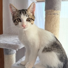 【里親募集】【家猫産まれ】肉球で癒やされて？ハイタッチが得意な極上の甘えん坊、キジ白男子（生後3ヶ月) - 志摩市